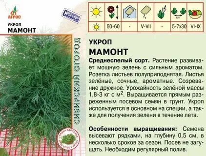 Семена укропа свойства отзывы