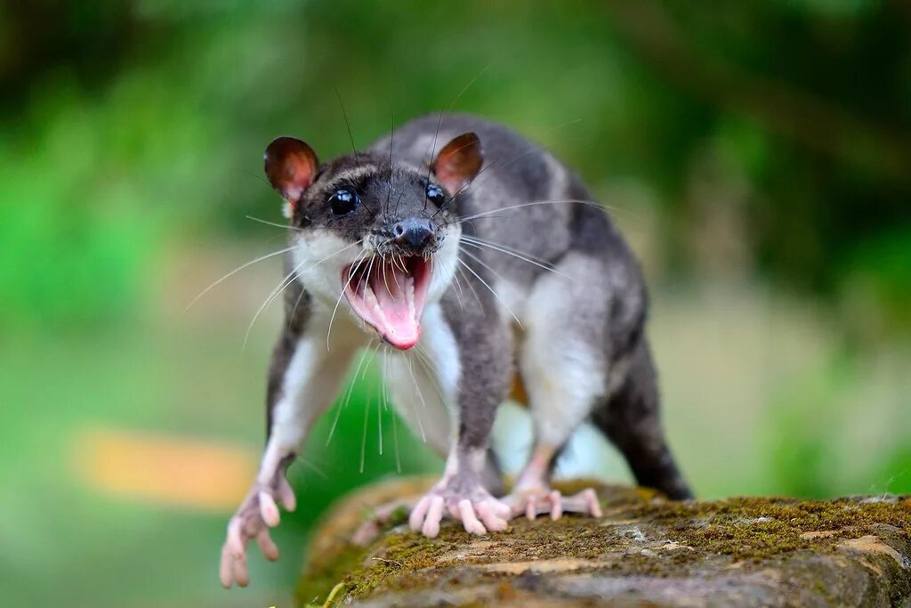 Самое маленькое хищное млекопитающее. Сумчатая крыса опоссум. Мышиный опоссум. Лаосская Скальная крыса. Сумчатый водяной опоссум.