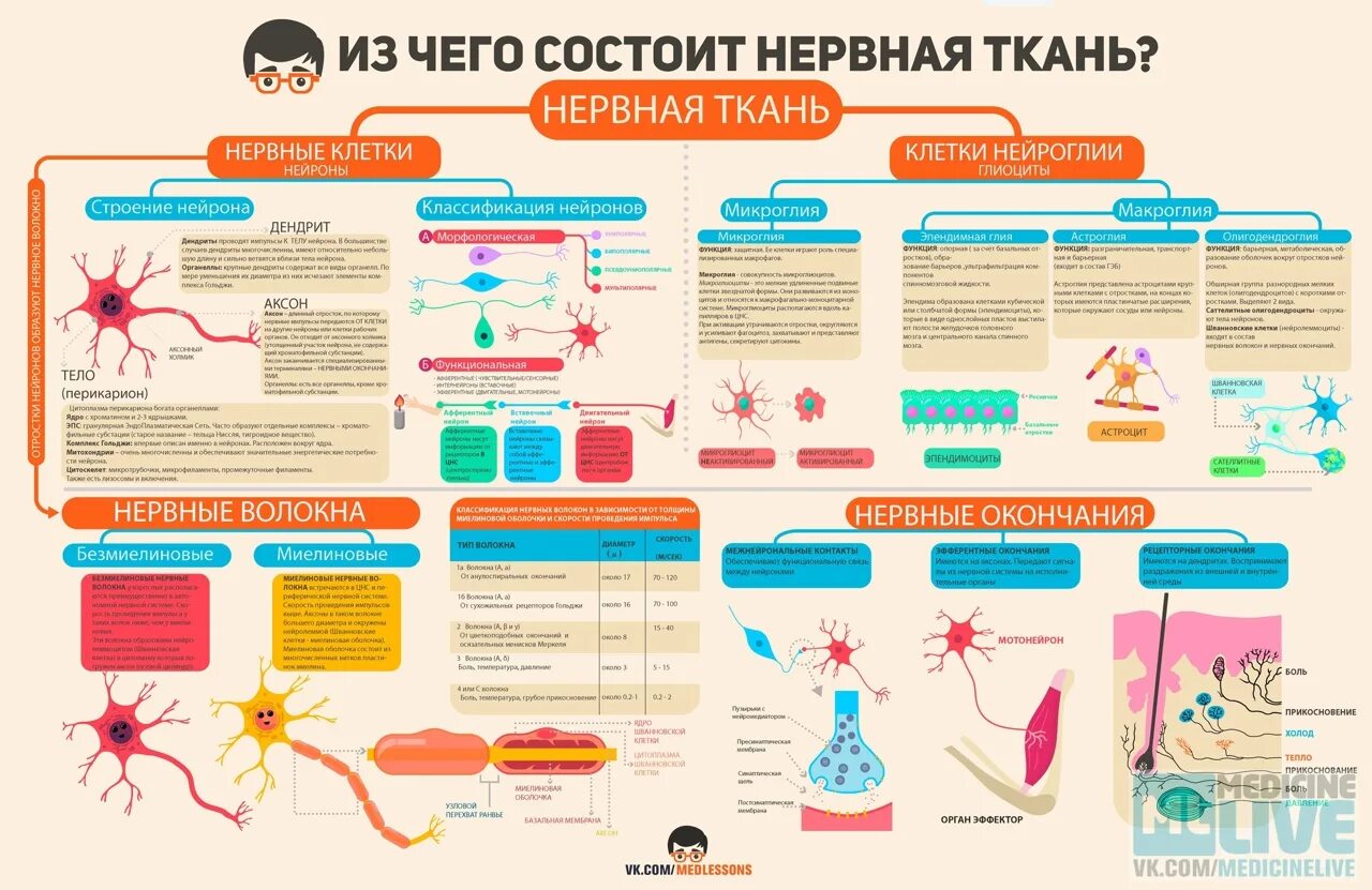 В чем заключается биология человека. Инфографика. Низ чего состоит нервная ткань. Инфографики по биологии. Из чего состоит нервная ткань человека.