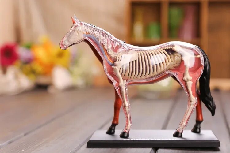 File:Horse leg, bones.JPG - Wikipedia