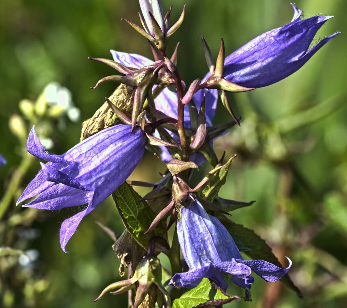 Колокольчик холодолюбивый Campanula. Колокольчик Пржевальского. Колокольчик шорухенсис. Колокольчик шерстистый. Колокольчик назван так