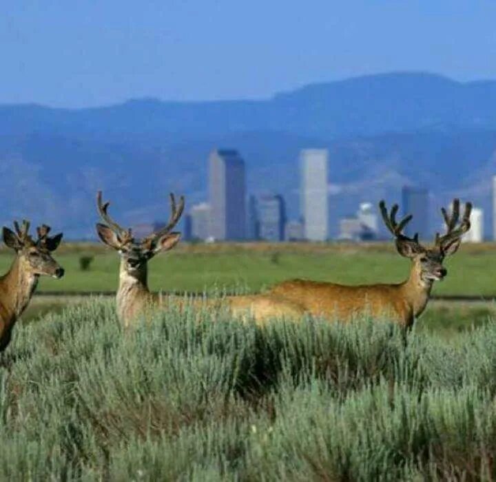 National wildlife. Rocky Mountain Arsenal National Wildlife Refuge Орора. Лань в горах. Гранд каньон Колорадо Чернохвостый олень фото. Deforstation and Wildlife.