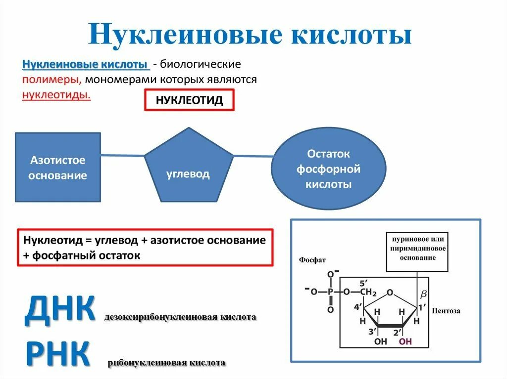 Мономерами молекул нуклеиновых кислот. Структура мономеров нуклеиновых кислот. Химическая структура мономеров нуклеиновых кислот. Строение нуклеотида мономера нуклеиновых кислот. Мономеры нуклеиновых кислот структура нуклеотида.