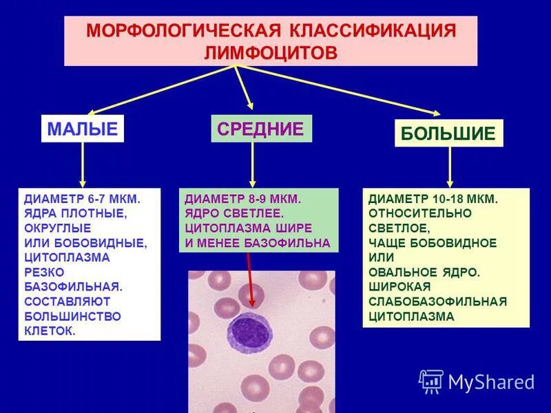 тонкий мазок крови человека. ядро лимфоцитов. лимфоциты имеют ядро. лимфоцит строение клетки. кровь человека.