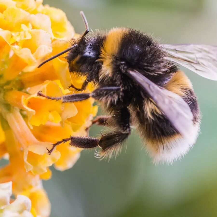 Тулупчатый Шмель. Шафранный Шмель. Bombus balteatus. Bombus balteatus шмели.