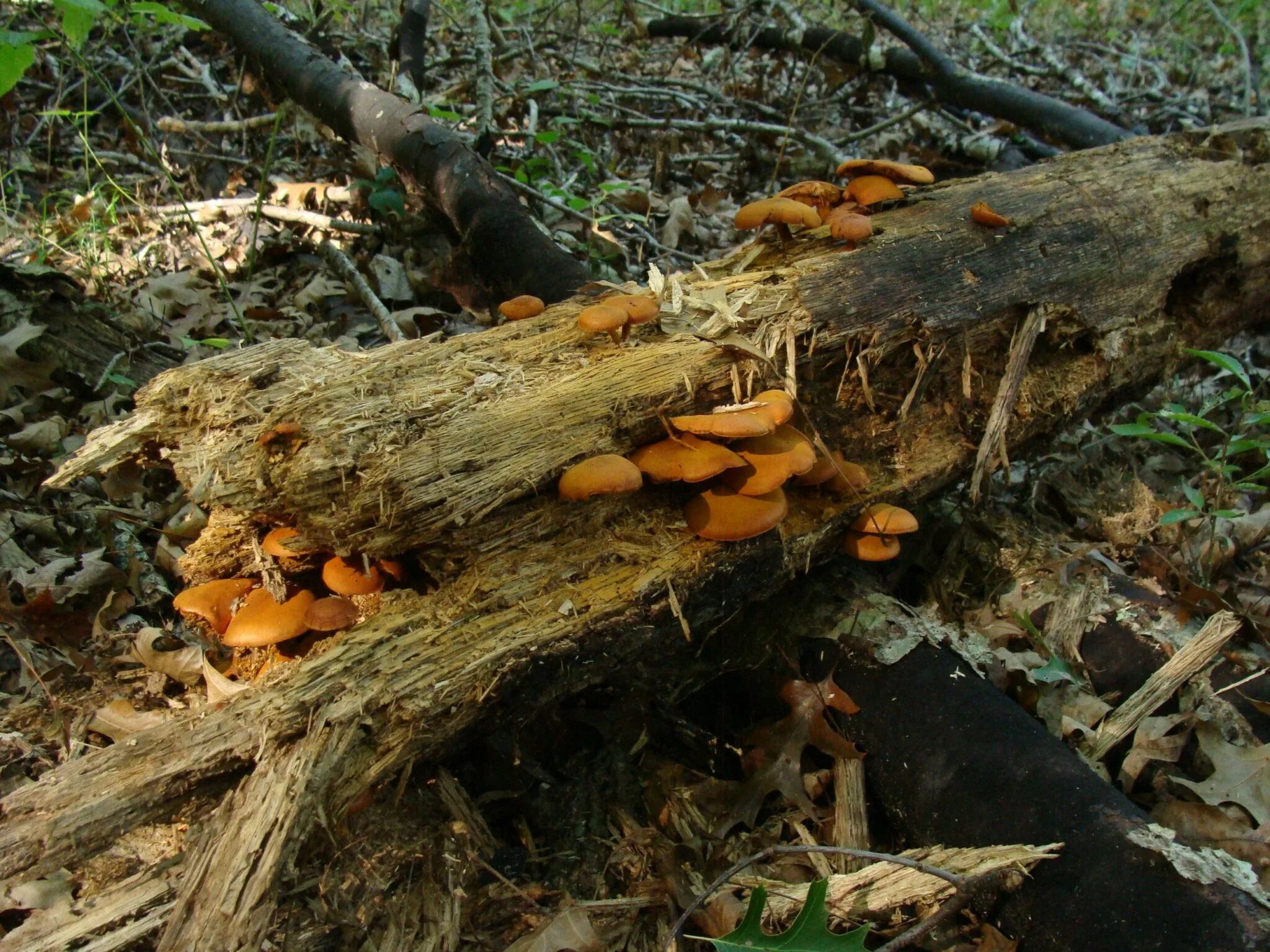 Куда деваются дерево. Gymnopilus liquiritiae. поваленное дерево. гнилое дерево. грибы на трухлявых деревьях.