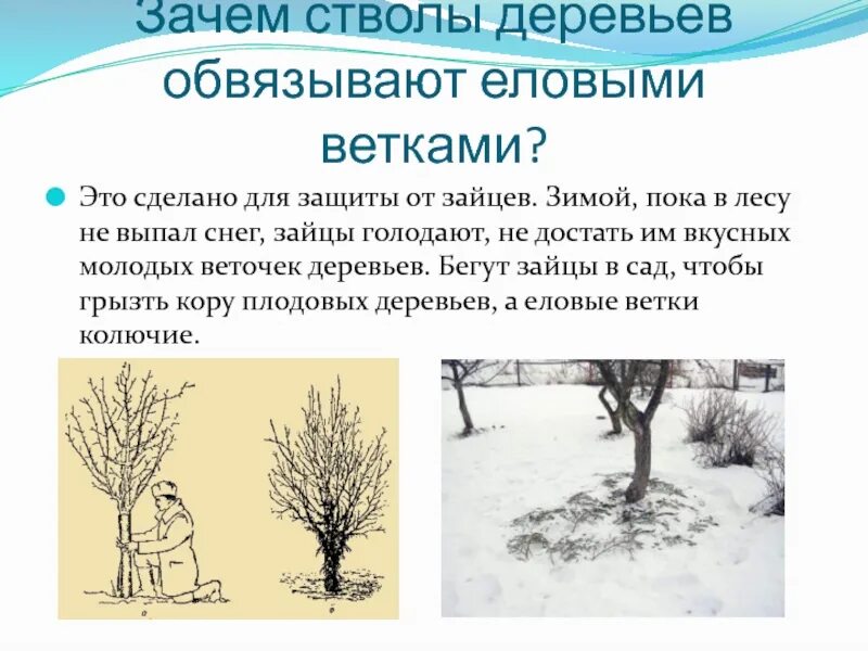 Почему деревья молодые. Стволы обвязали еловыми ветками. Наблюдение за стволами деревьями зимой. Заяц грызет молодое дерево в саду. Обвязали нежные стволы молодых деревьев еловыми ветками.