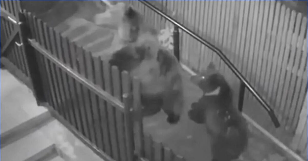 Проголодавшегося медведя запрут бывало