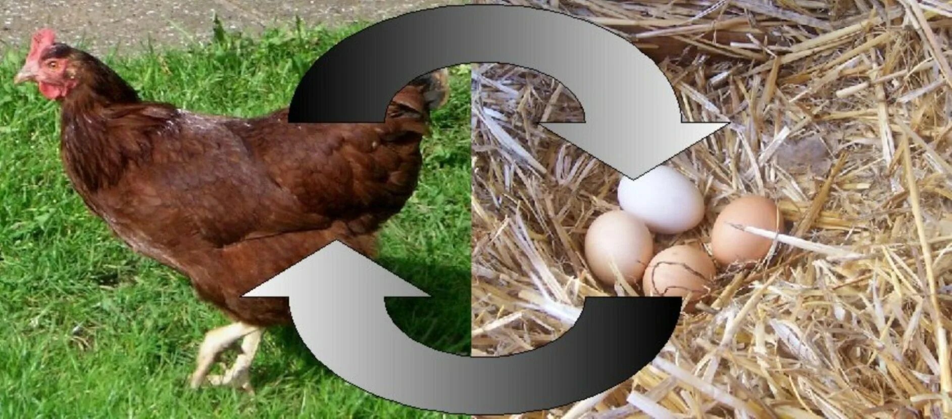 Что появилось первее курица. Курица или яйцо. Парадокс курицы и яйца. Проблема курицы и яйца. Куры вперёд.