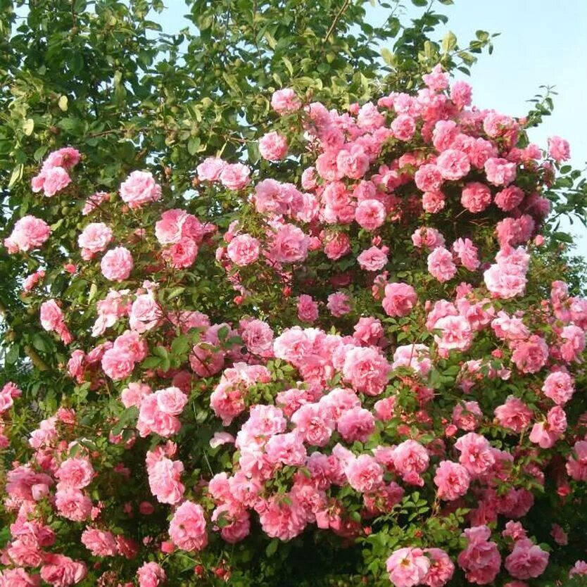 Канадские розы | джон франклин (john franklin). Рододендрон мандарин лайтс. Самые зимостойкие сорта. Рододендрон розеум. Рододендрон юнифайер.