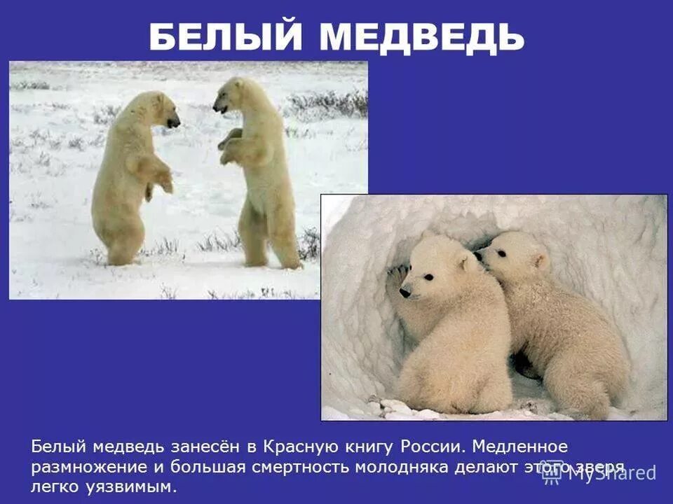 Белый медведь занесен в красную книгу. Белый медведь занесен в красную. красная книга россии белый медведь. белый медведь занесен в книгу россии..