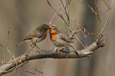 Фото малиновки самец и самка