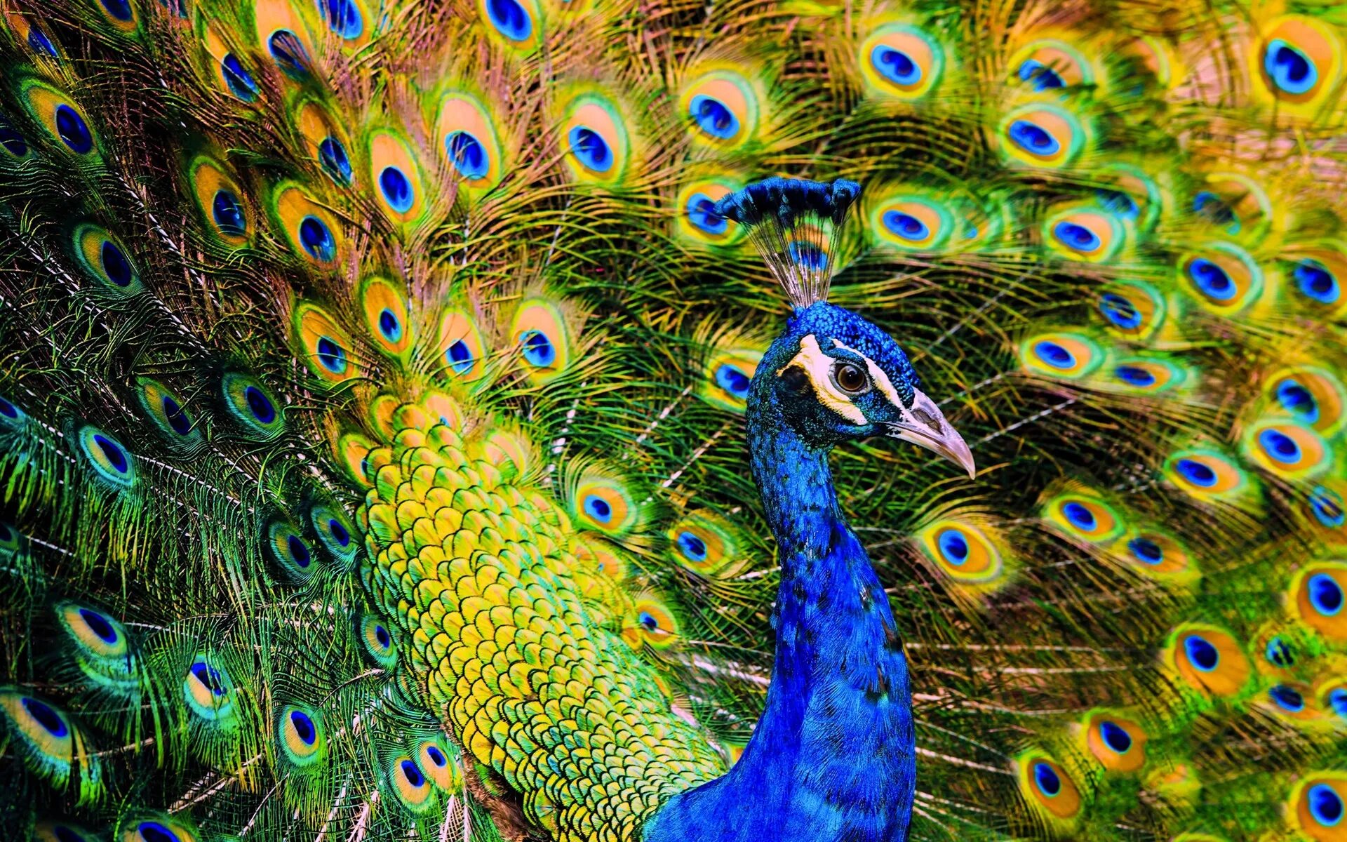 Павлин полуальбинос. Павлин павлиний хвост. Синекрылый павлин. Индокитайский павлин. Павлин мавлин птица.