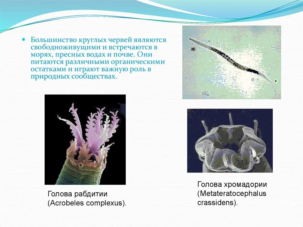 Круглыми червями являются. Свободноживущие круглые черви. Круглый червь Свободноживущий. Свободноживущие круглые черви представители. Представители свободноживущих круглых червей.