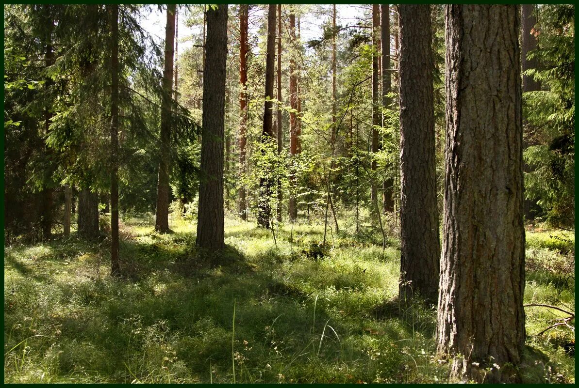 Леса брянской области. Природа брянского леса. Лес брянской области. Хвойный лес брянской области. Брянский непроходимый лес.
