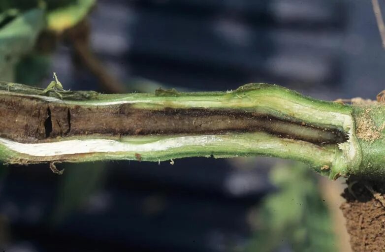 Строение стебля соломина. Злаковые мятликовые строение. Стебель злаков соломина. Семейство злаковые строение листа. Сахарный тростник стебель соломина.