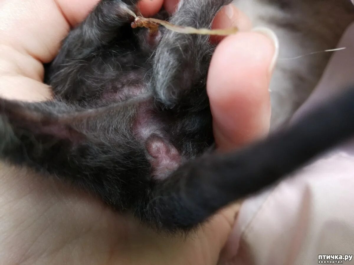 Пол новорожденного котенка. Определить пол у новорожденных котят. Новорожденный котенок мальчик.
