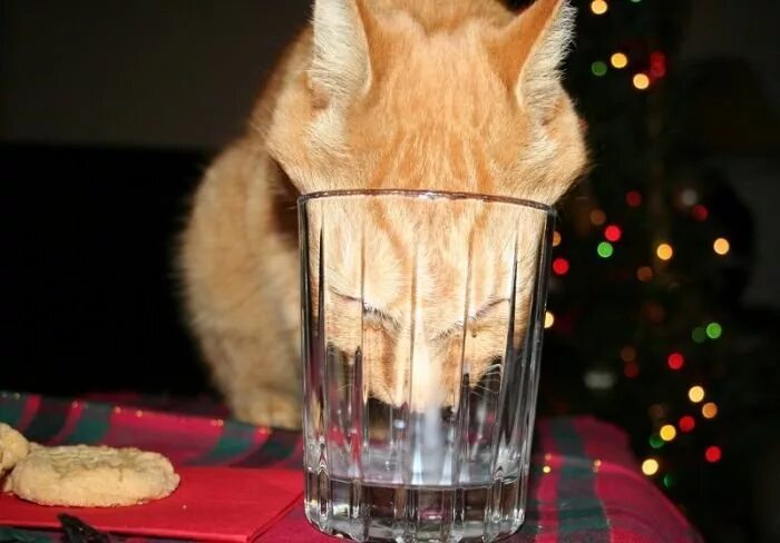 кот в стакане мем. кот в стакане. за стакан и в морду дам. кот со стаканом на голове. вино юмор смешное.