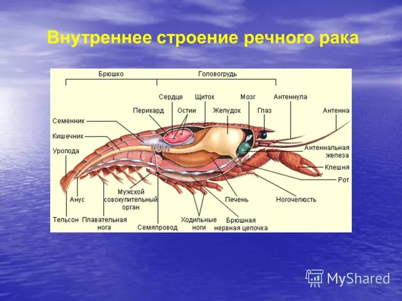 Внутреннее строение ракообразных 7 класс биология. Класс ракообразные внутреннее строение. Внутреннее строение ракообразных 7 класс. Строение равногого рачка. Речной рак головогрудь