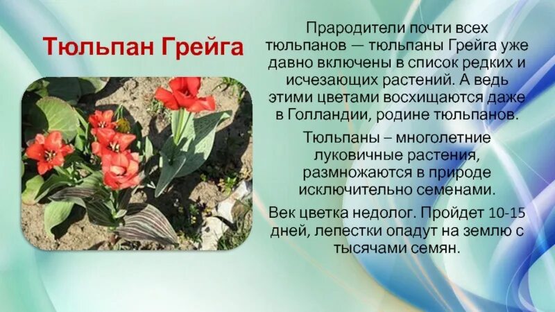 Какой тип питания характерен для тюльпана. Тюльпан Грейга в красной книге. Растения Казахстана тюльпан Грейга. Степной тюльпан Грейга. Тюльпан Грейга в красной книге Казахстана.