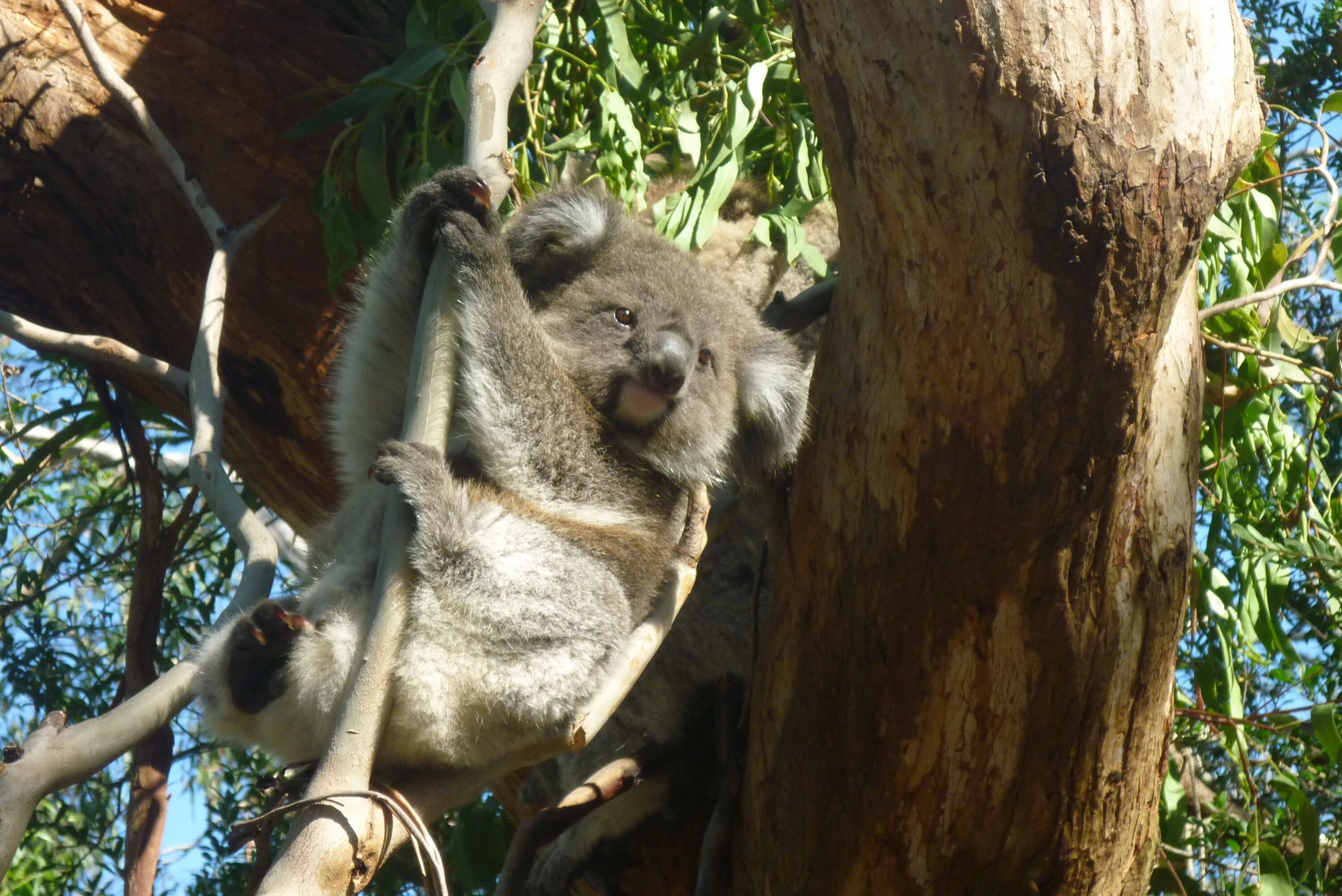 Коала остров. Коала в Австралии. Коала в джунглях. Австралия фауна коала. Животные джунгли Австралии.