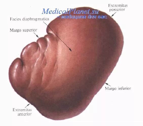 Селезенка человека. Анатомия человека селезенка расположение органов. Селезенка анатомия человека фото.