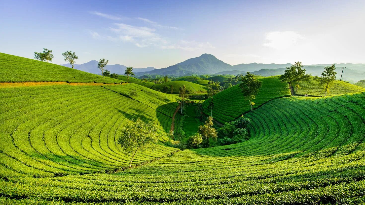 Виды плантаций. Плантации чая во Вьетнаме. Ленкорань чайные плантации. Шри Ланка чайные плантации. Чай Вьетнам плантации Вьетнам.