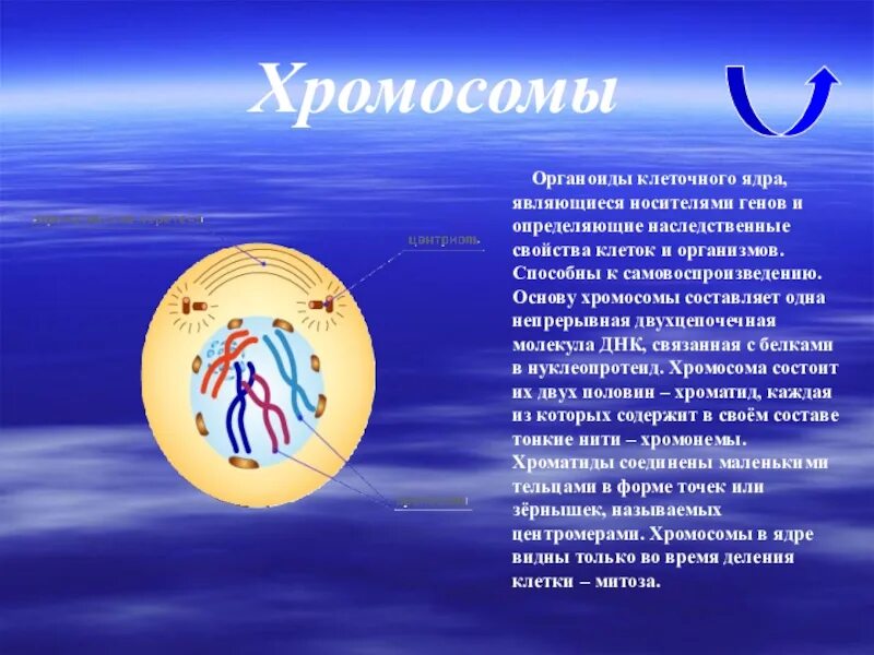Ядро является носителем