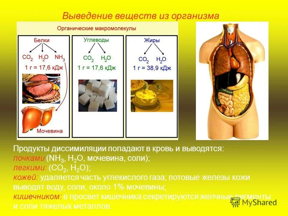 значение почки для поддержания постоянства внутренней среды. как выводится углекислый газ из организма. значение почек в поддержании постоянства внутренней среды организма. выведение углекислого газа из организма. выведение углекислого газа из организма.