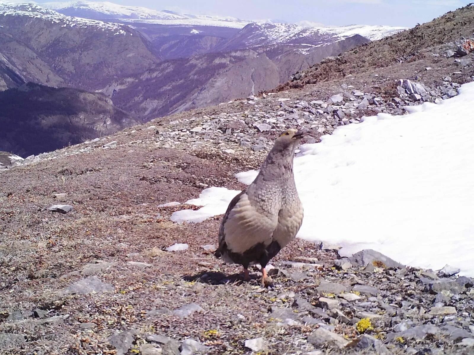 Кавказский улар (Горная индейка),. Гималайский улар. Алтайский улар Tetraogallus altaicus. Улар Горная куропатка. Горная индейка 4