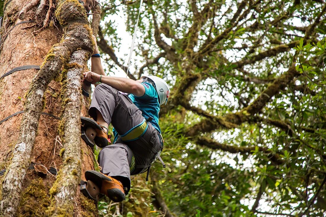 Лазить по деревьям. Лазание по деревьям. Скалолазание по деревьям. Climb a Tree. Can you climb a tree