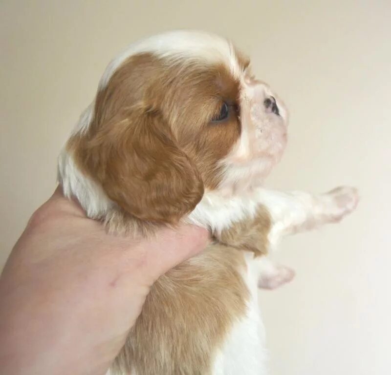 кавалер в добрые руки. королевский кинг чарльз спаниель. кавалер кинг чарльз спаниель 3 месяца. кавалер кинг чарльз спаниель спб. кавалер-кинг-чарльз-спаниель фото.