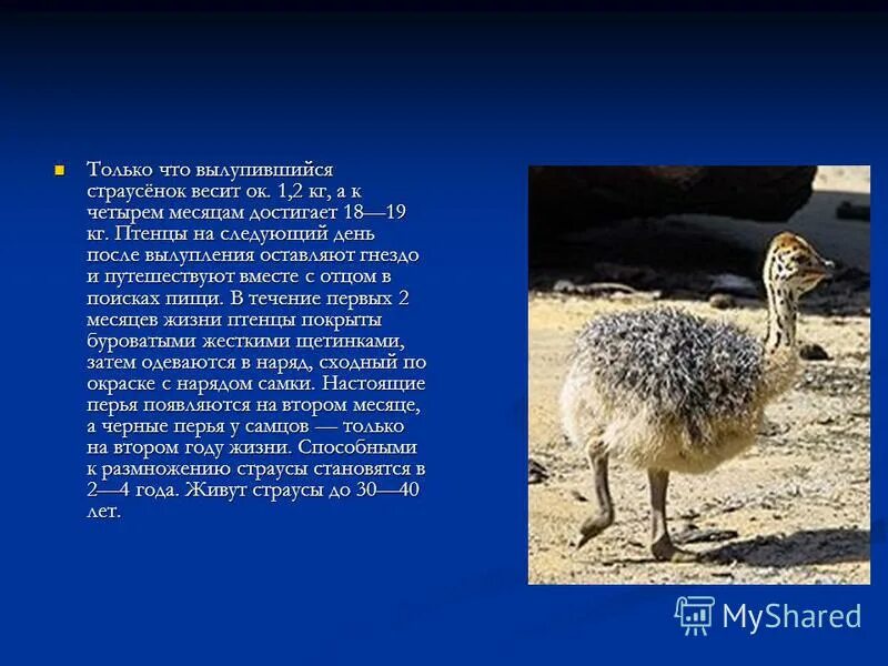 Страус в саванне. Глаза страуса. Страусёнок я — страусёнок молодой, заносчивый и гордый. Страусята гуляют рисунки. Страусенок эму.