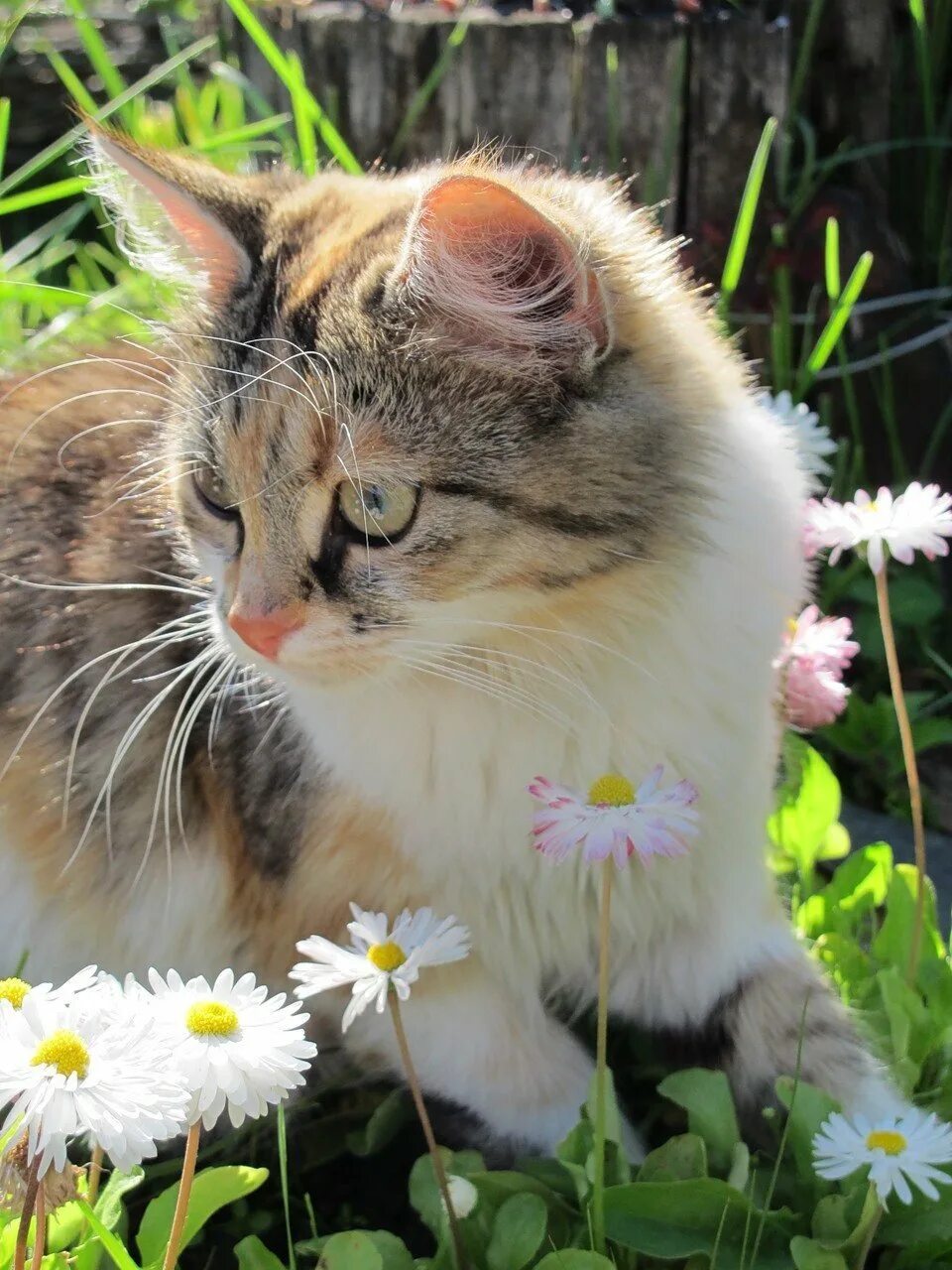 Кошка бесплатная живая. Кошка на природе. Красивые кошки. Кошка лето. Весенние коты.