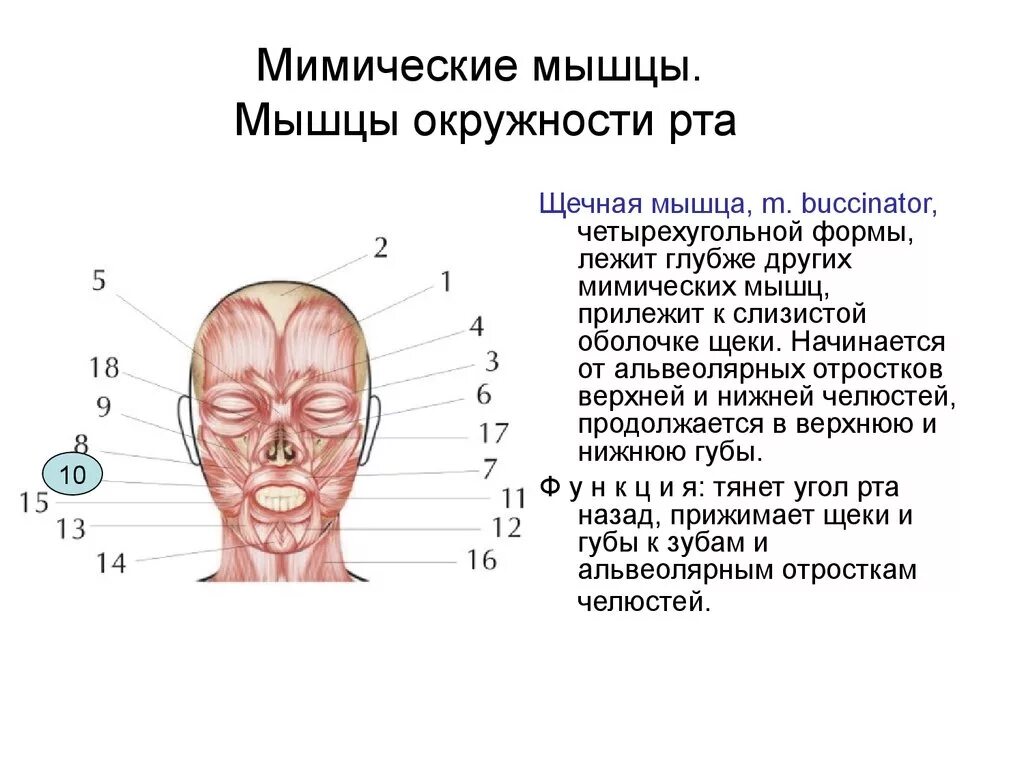 Мышцы рта и щеки. Щечная мышца лица анатомия. мимические мышцы головы. мимические мышцы окружности рта.