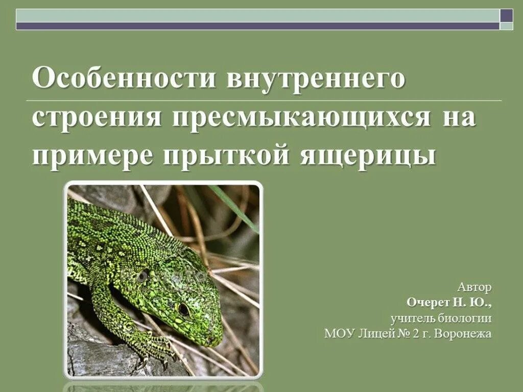 Анализ ящерица. Строение прыткой ящерицы. Внутреннее строение пресмыкающихся. Прыткая ящерица особенности строения. Пресмыкающиеся особенности строения.