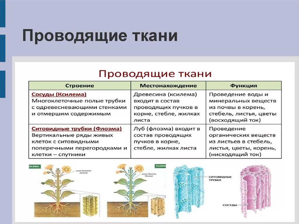 Какая часть у проводящей ткани. Строение проводящей ткани растений 5. Ткани растений растений 6 класс биология. Элементы основной ткани растений 6 класс. Ткани растений. Проводящие ткани строение и функция..