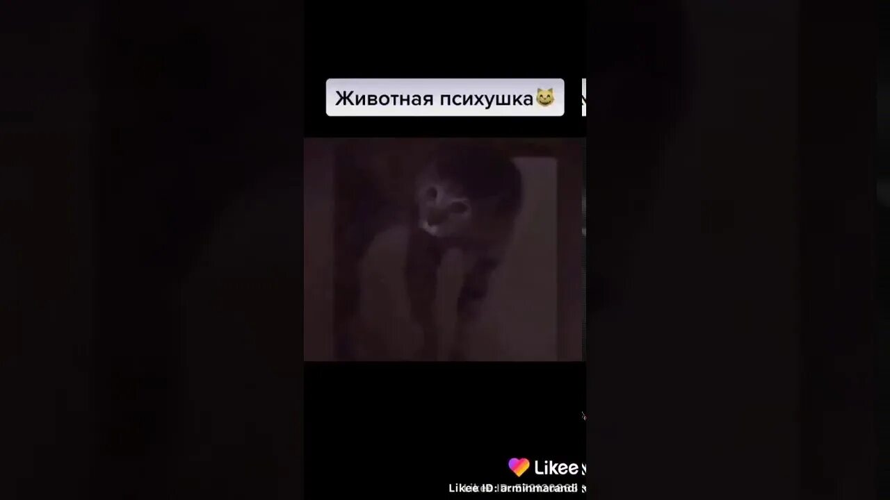 Анекдоты про психов и психушку. Слова песни психушка. Текст психушка текст песни. Смешные стихи про дурку. Психушка текст.