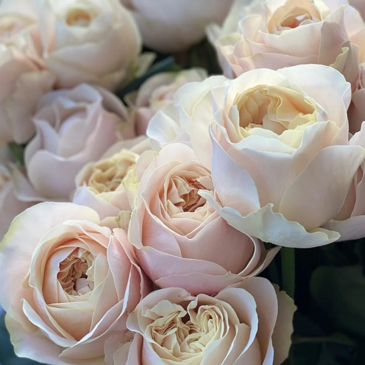 Sian roses prem. Унфоргетабле unforgettable роза. Роза премиум рандеву. Signals rose engine. Кейра keira роза.