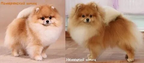Отличие померанский и немецкий