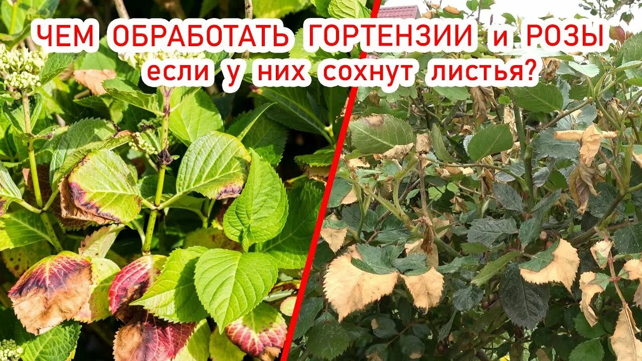 У гортензии желтеют листья чем подкормить летом