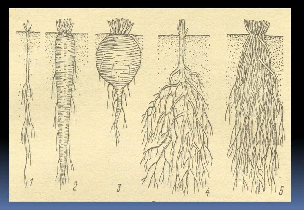 Видоизменения корня корневище корнеплод. Видоизменения корневой системы растений.