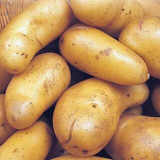 Желтые сорта картофеля