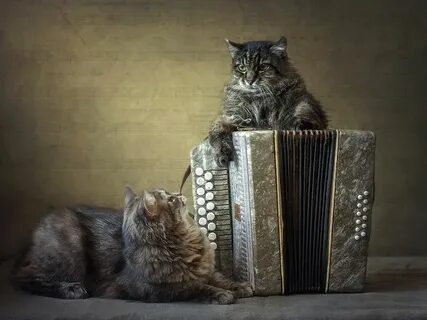 Кот баян песня