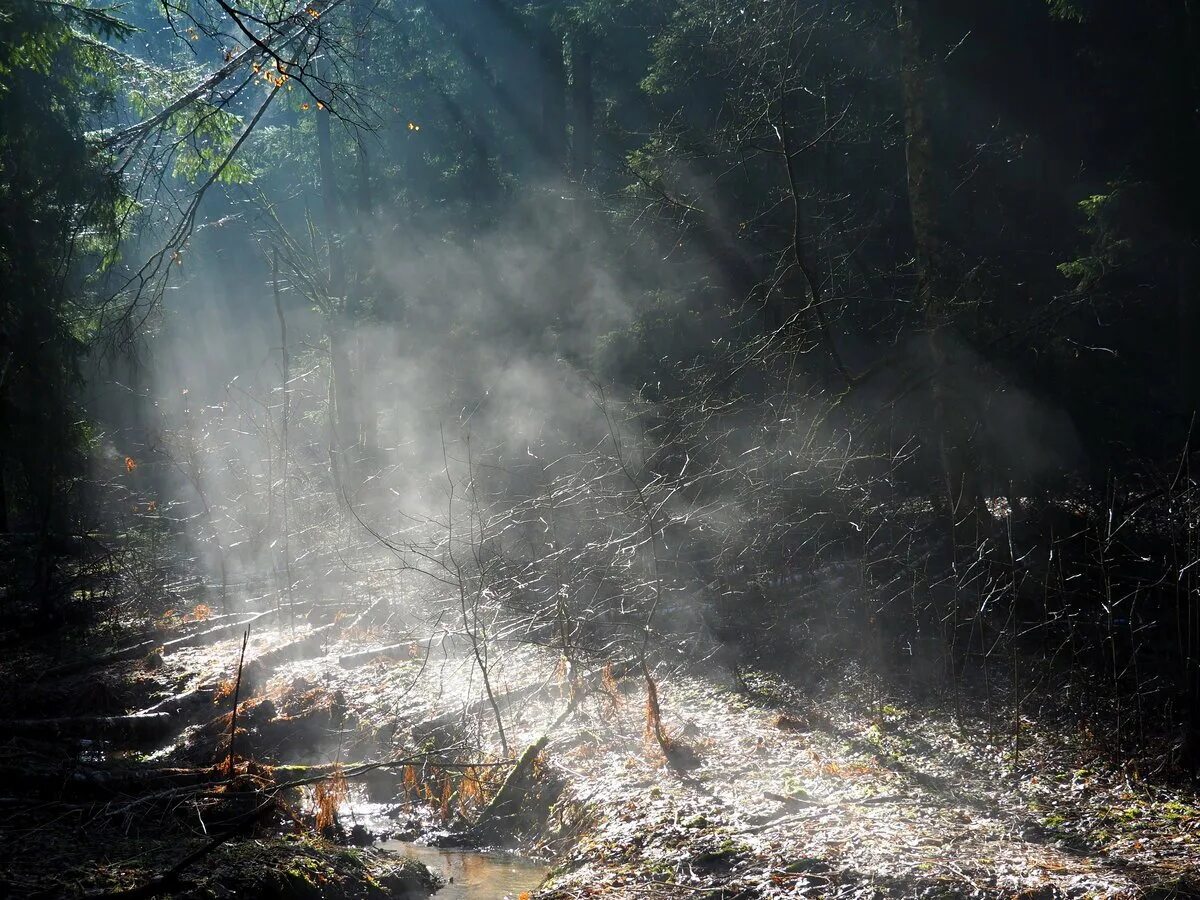 Дымный лес. Дым в лесу. Дымчатый лес. Лес с дымком. Сквозь лес и дым геншин