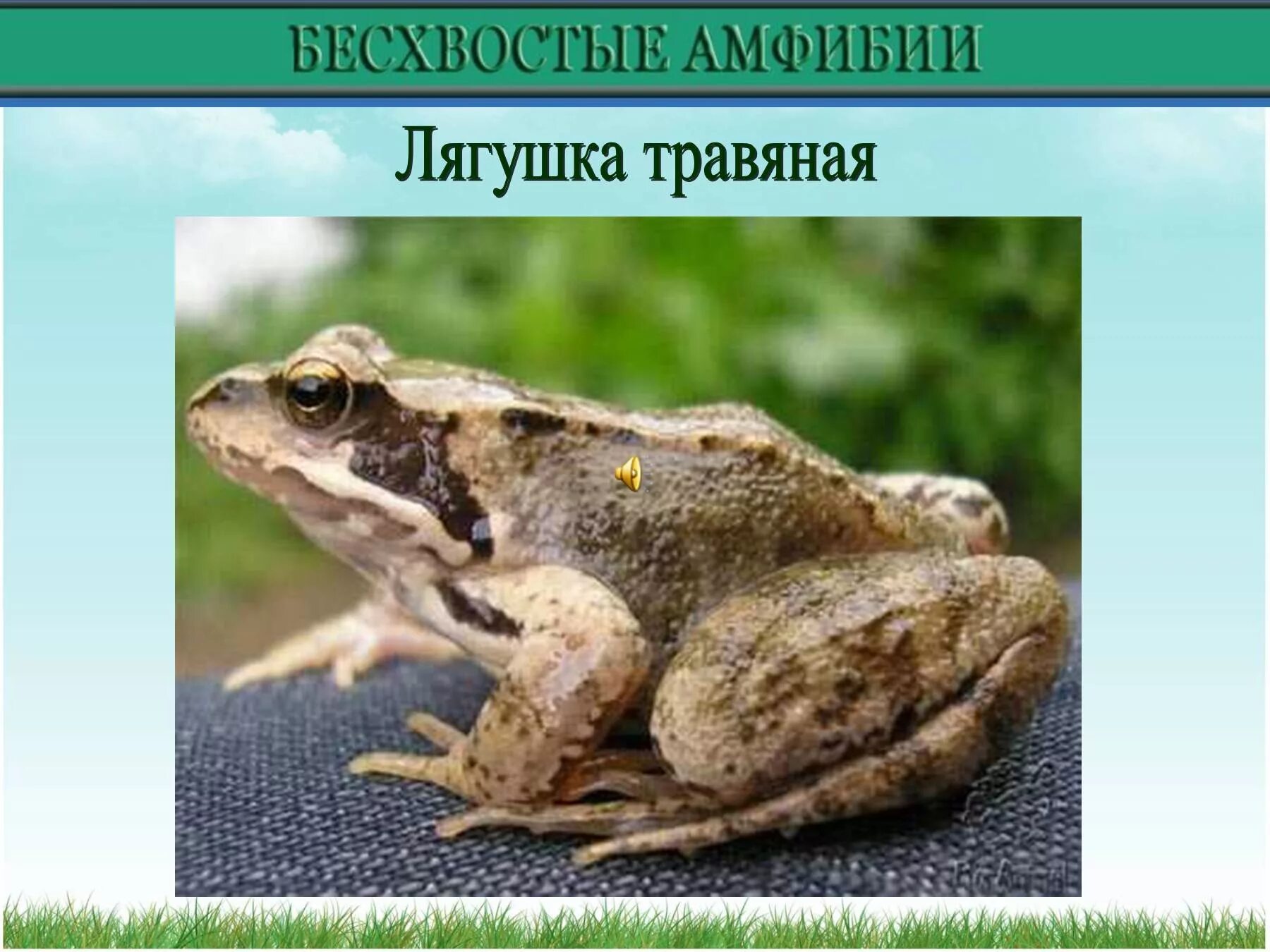 Жаба 7. Лягушка болотная. Тростниковая жаба (bufo marinus). Классификация лягушки травяной. Миссисипская лягушка гофера.