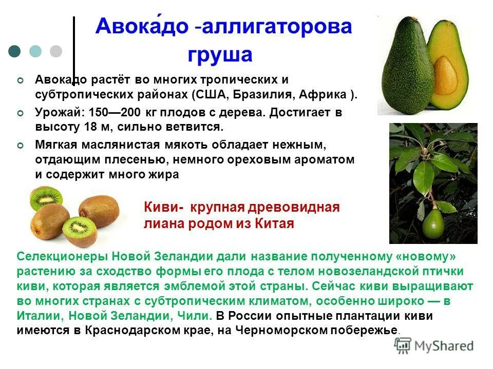 Какие среды обитания освоила груша. Аллигаторова груша авокадо. В каких странах растет авокадо. Как называется плод авокадо. Презентация на тему авокадо.