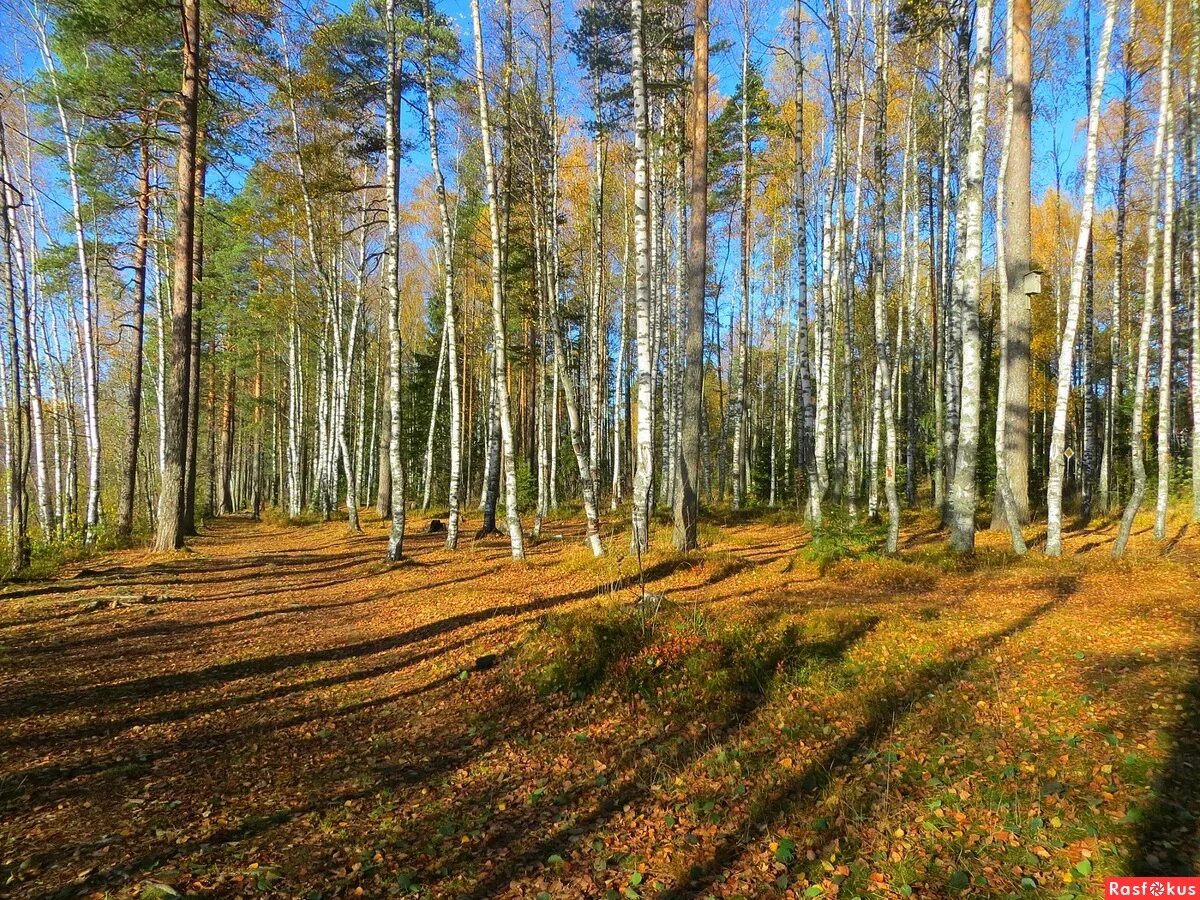 Березы россии. И роща и красивый фасад. Дом с березами. Березовая роща. Березовая роща томск.