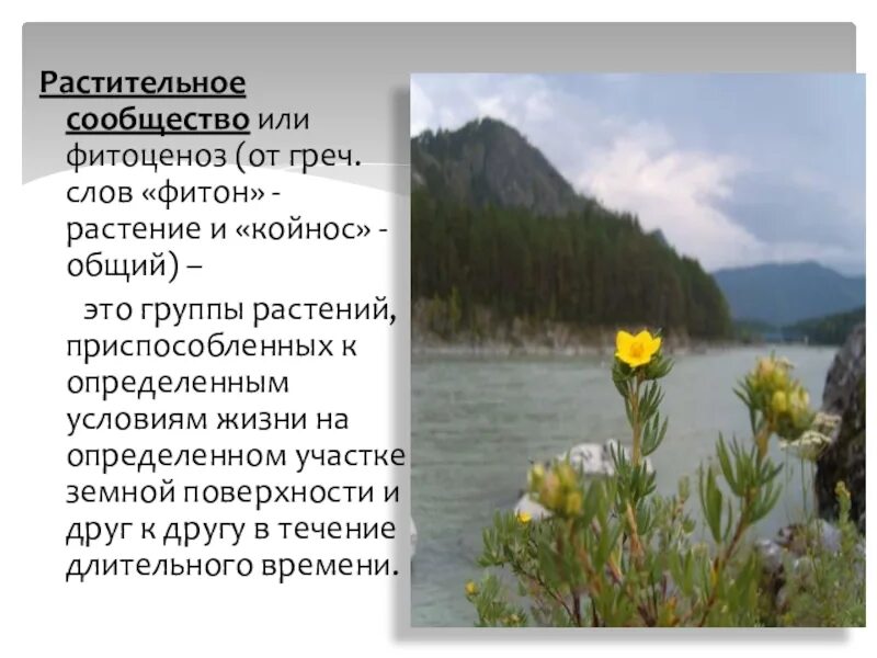 Структура растительного сообщества кратко биология 7 класс. Растительные сообщества. Растительные сообщества урок. Растительные сообщества. Типы растительных сообществ.. Растительные сообщества кратко.