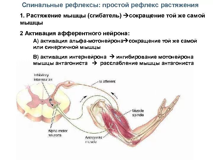 Р рефлекс. Спинальные рефлексы физиология. Спинальный рефлекс схема. Рефлекс растяжения физиология. Рефлекс растяжения мышцы.